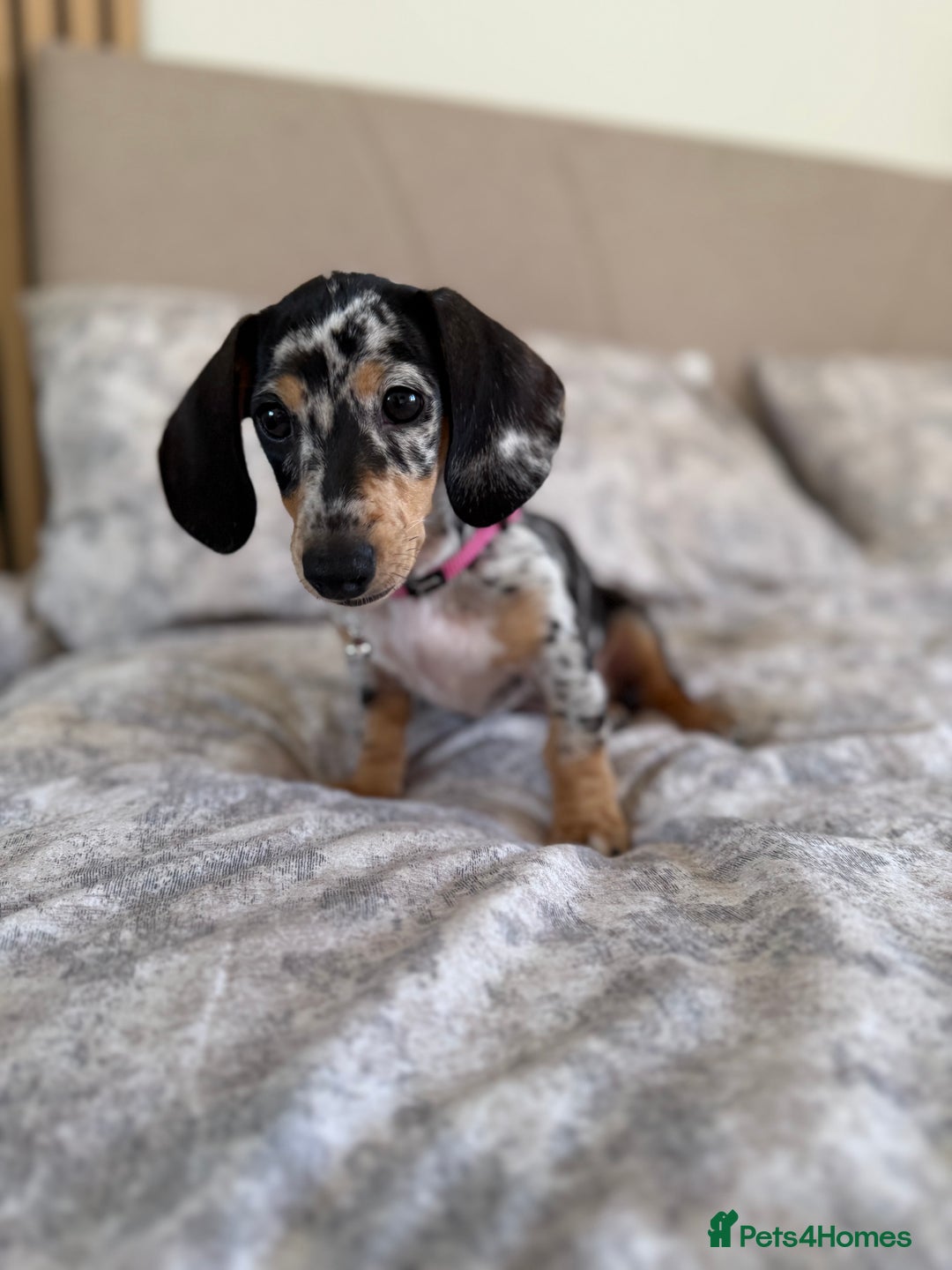 Miniature Dachshund dogs for sale: Miniature Dachshund  - Advert 1