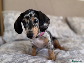 Miniature Dachshund dogs Miniature Dachshund - Advert 1