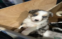 Border Collie dogs for sale: Merle Collie pups - Advert 5