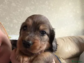 Miniature Dachshund dogs Adorable longhaired mini dachshund puppies - Advert 16
