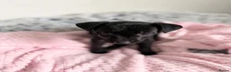 Patterdale Terrier dogs for sale: Patterdale puppies  - Advert 5