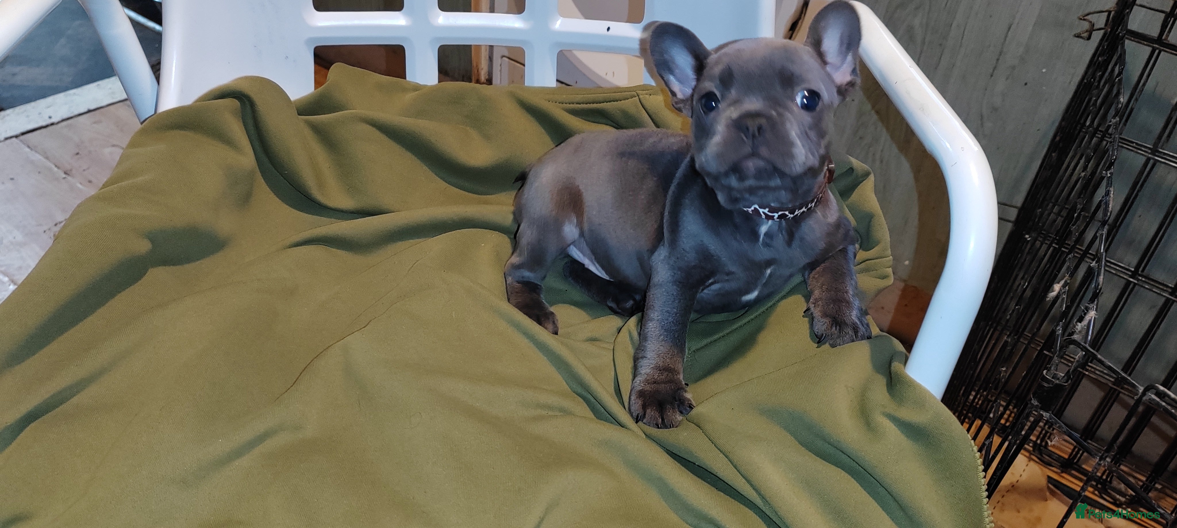 French Bulldog dogs French Bulldog puppies (very small)  - Advert 8