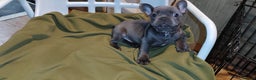 French Bulldog dogs for sale: French Bulldog puppies - Advert 1