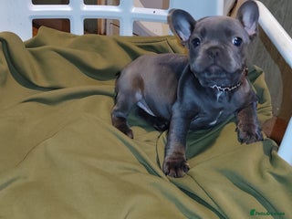 French Bulldog dogs French Bulldog puppies - Advert 7