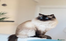 Ragdoll cats for sale: Loving Home Needed for Our Dear Cat, Nina - Image 1