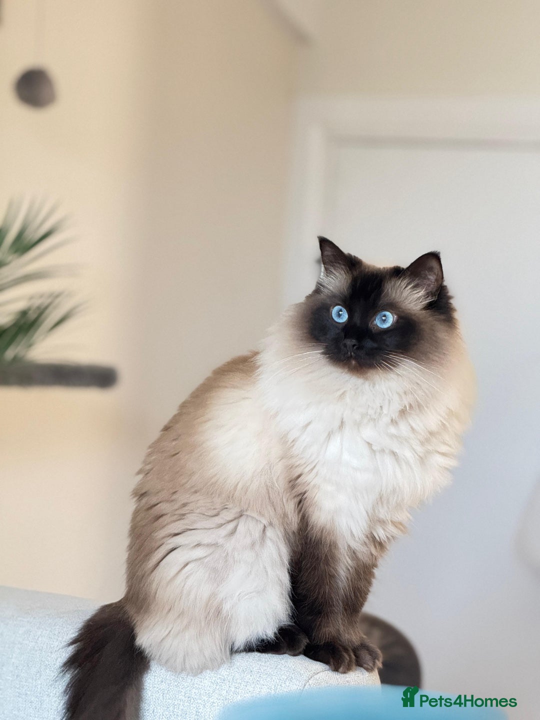 Ragdoll cats for sale: Loving Home Needed for Our Dear Cat, Nina - Image 1
