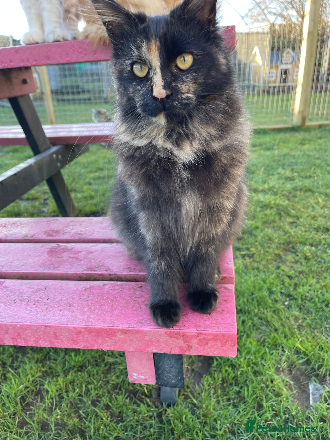 Maine Coon cats for sale: Top pedigree MaineCoon sisters  - Advert 32