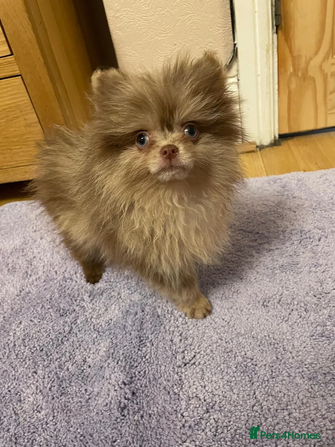 Pomchi dogs for sale: Beautiful pomeranian puppies  - Advert 10