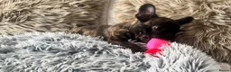 French Bulldog dogs for sale: 🏆KC French Bulldog Puppies🏆 - Advert 21