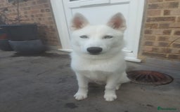 Siberian Husky dogs for sale: TRAINED siberian husky puppy white - Image 2