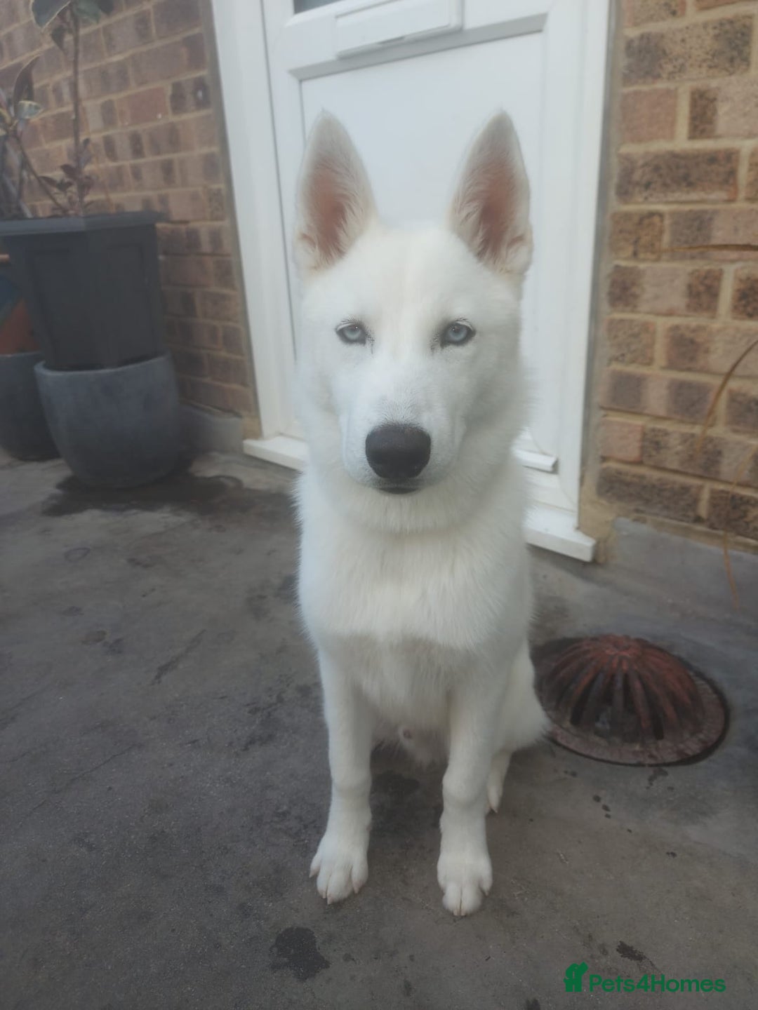 Siberian Husky dogs for sale: TRAINED siberian husky puppy white - Image 2