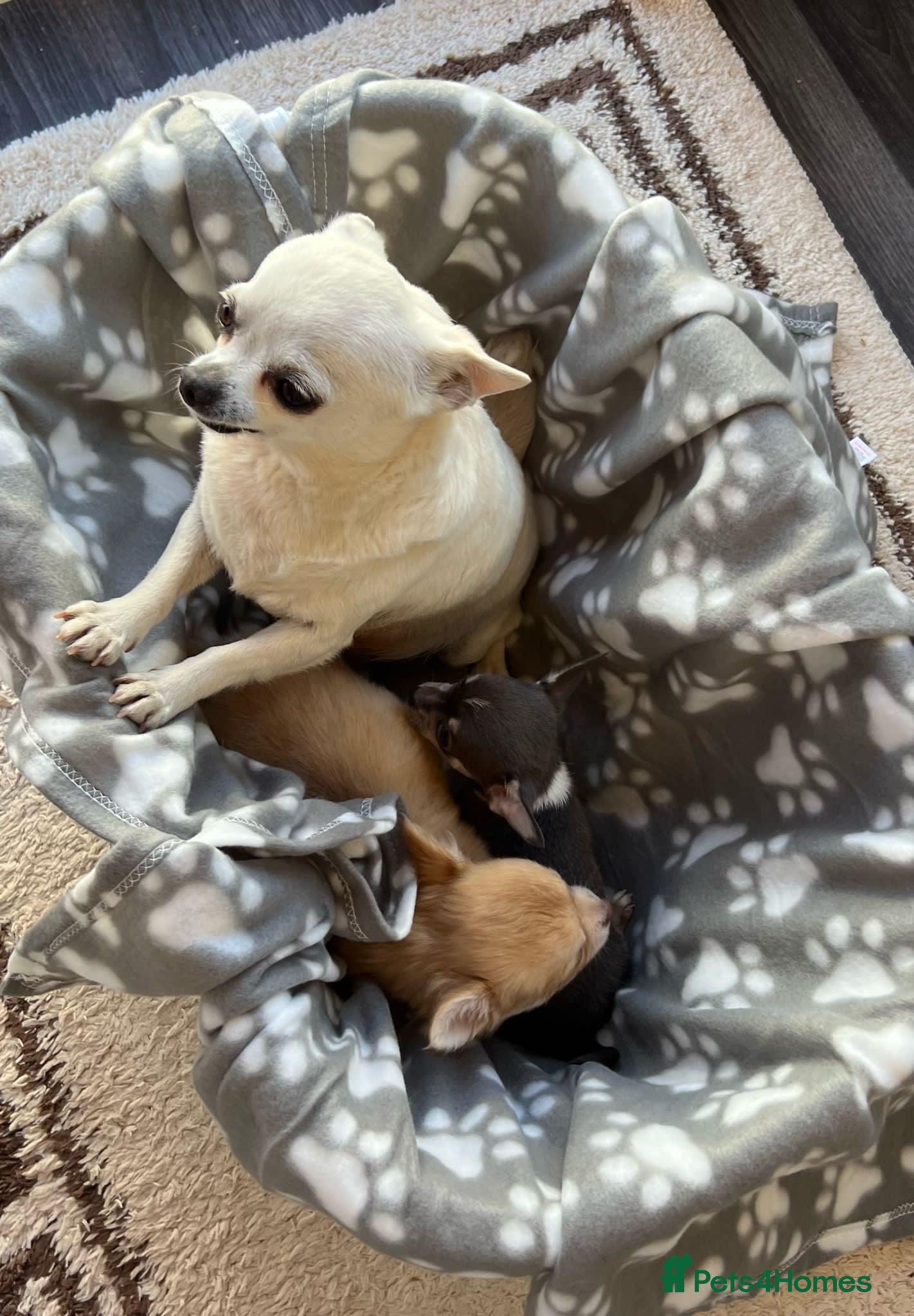 Chihuahua dogs Chihuahua puppies - Advert 5