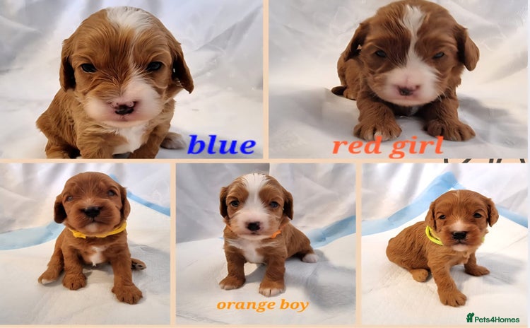 Cavapoo dogs - Advert 1