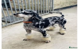 Cockapoo dogs for sale: BEAUTIFULL F1 COCKAPOO PUPPYS - Advert 21