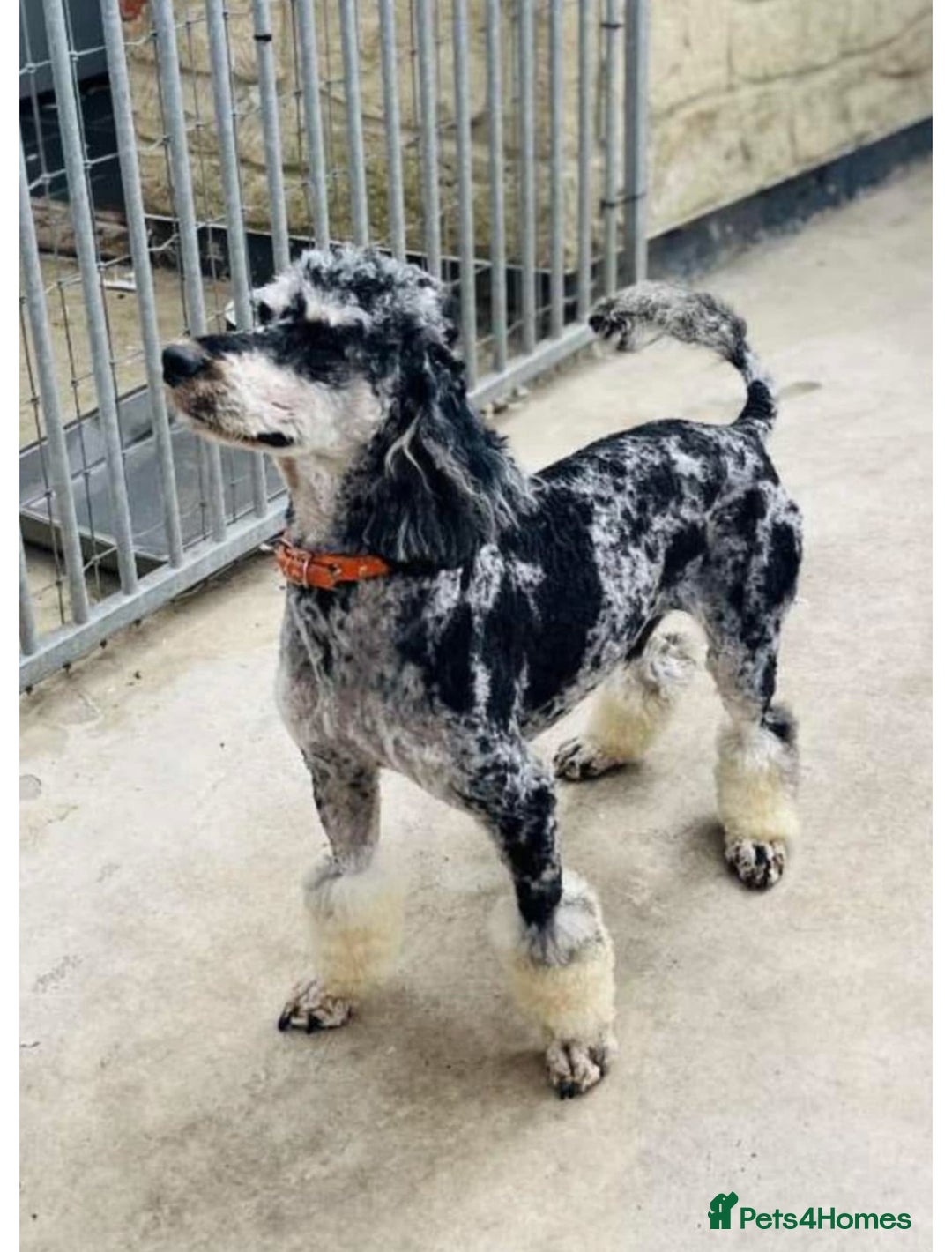 Cockapoo dogs for sale: BEAUTIFULL F1 COCKAPOO PUPPYS - Advert 21