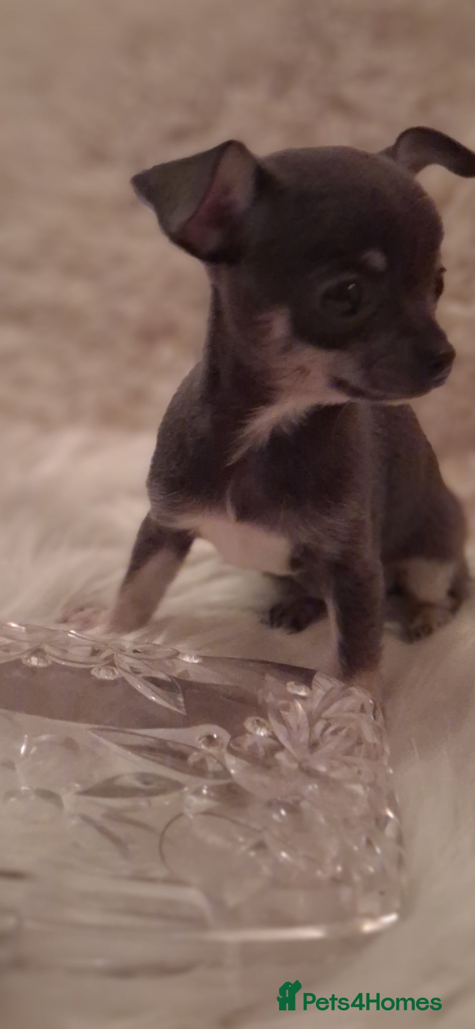 Chihuahua dogs Two chihuahua girls - Advert 2