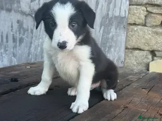Border Collie dogs ISDS registered pups from amazing lines - Advert 1