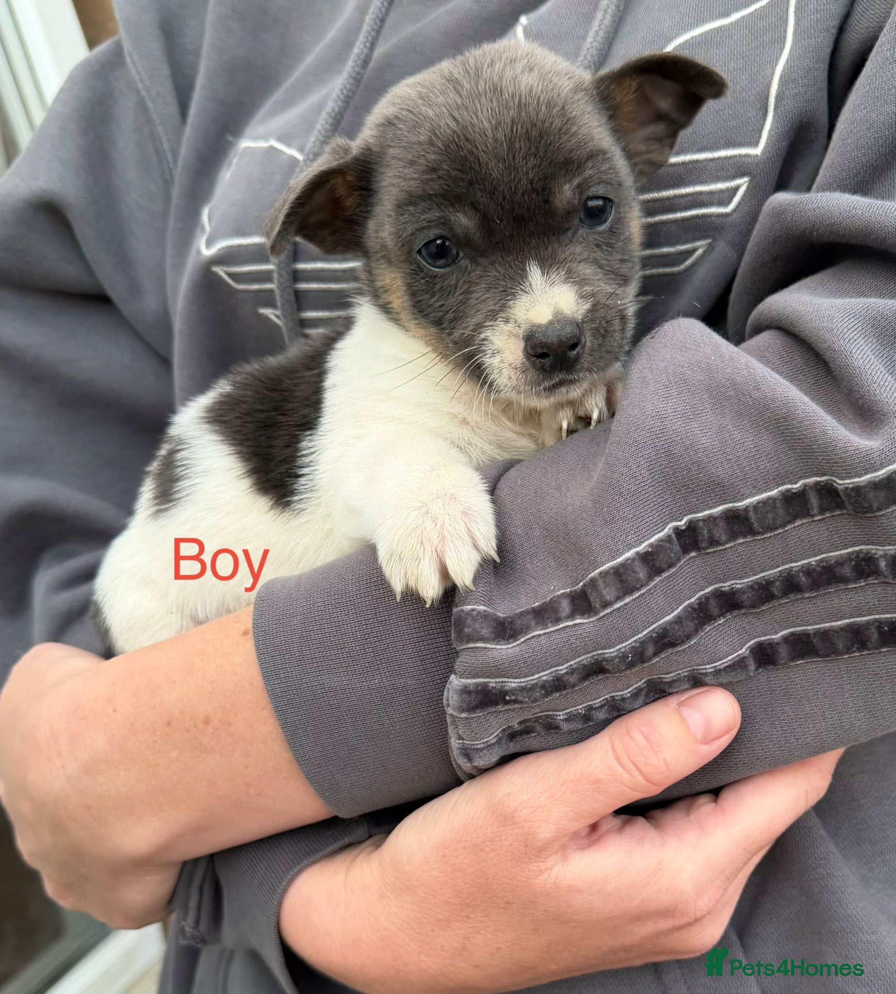 Jack Russell dogs Adorable jack russel Puppys 1 blue boy left  - Advert 1