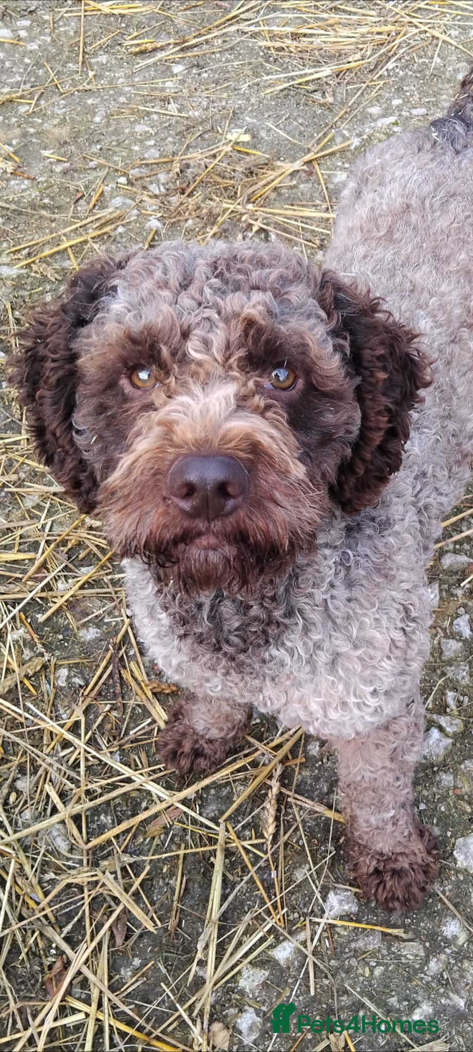Lagotto Romagnolo dogs Kc lagotto dna tested for stud - Advert 2