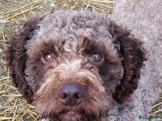 Lagotto Romagnolo dogs Kc lagotto dna tested for stud - Advert 2