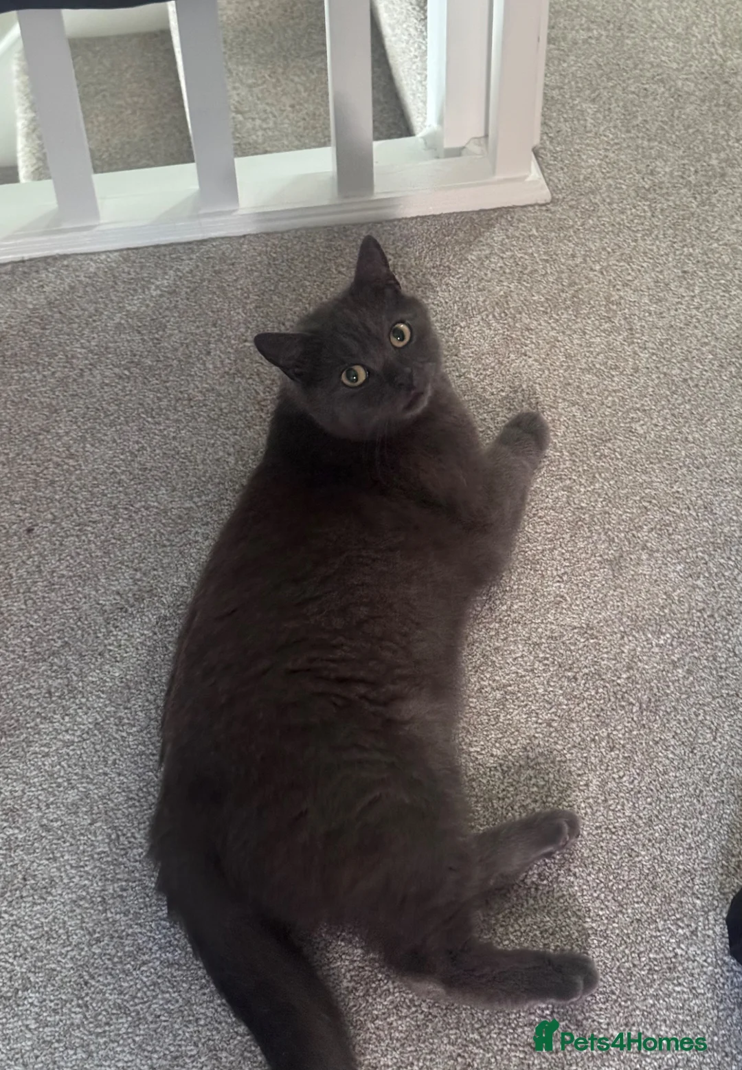 British Shorthair cats for sale: URGENT: Loving home needed - Advert 4