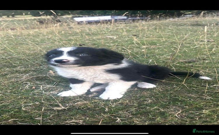 Border Collie dogs - Advert 15