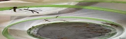 Stick Insects invertebrates for sale: Sunny stick insect in Spalding - Advert 3