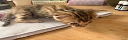 Bengal cats for sale:     Stunning Bengal Cross Kittens  - Advert 7