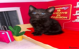 Bengal cats for sale: Bengal Cross - Image 9