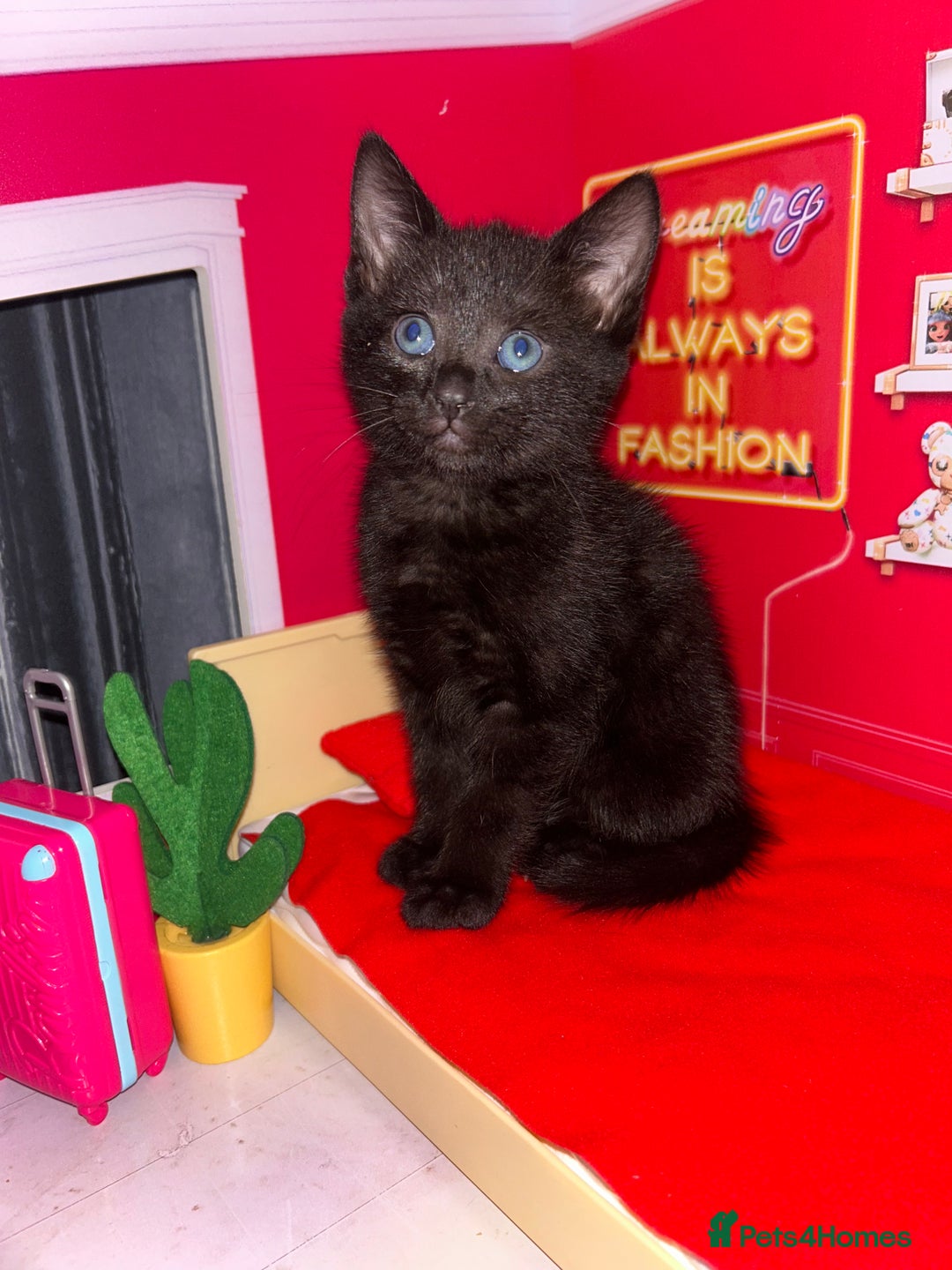 Bengal cats for sale: Bengal Cross - Image 9