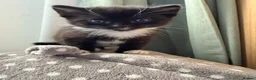 British Shorthair cats for sale: 2 beautiful kittens - Advert 9