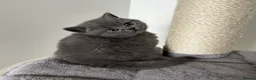British Shorthair cats for sale: British Shorthair Kittens  - Advert 10