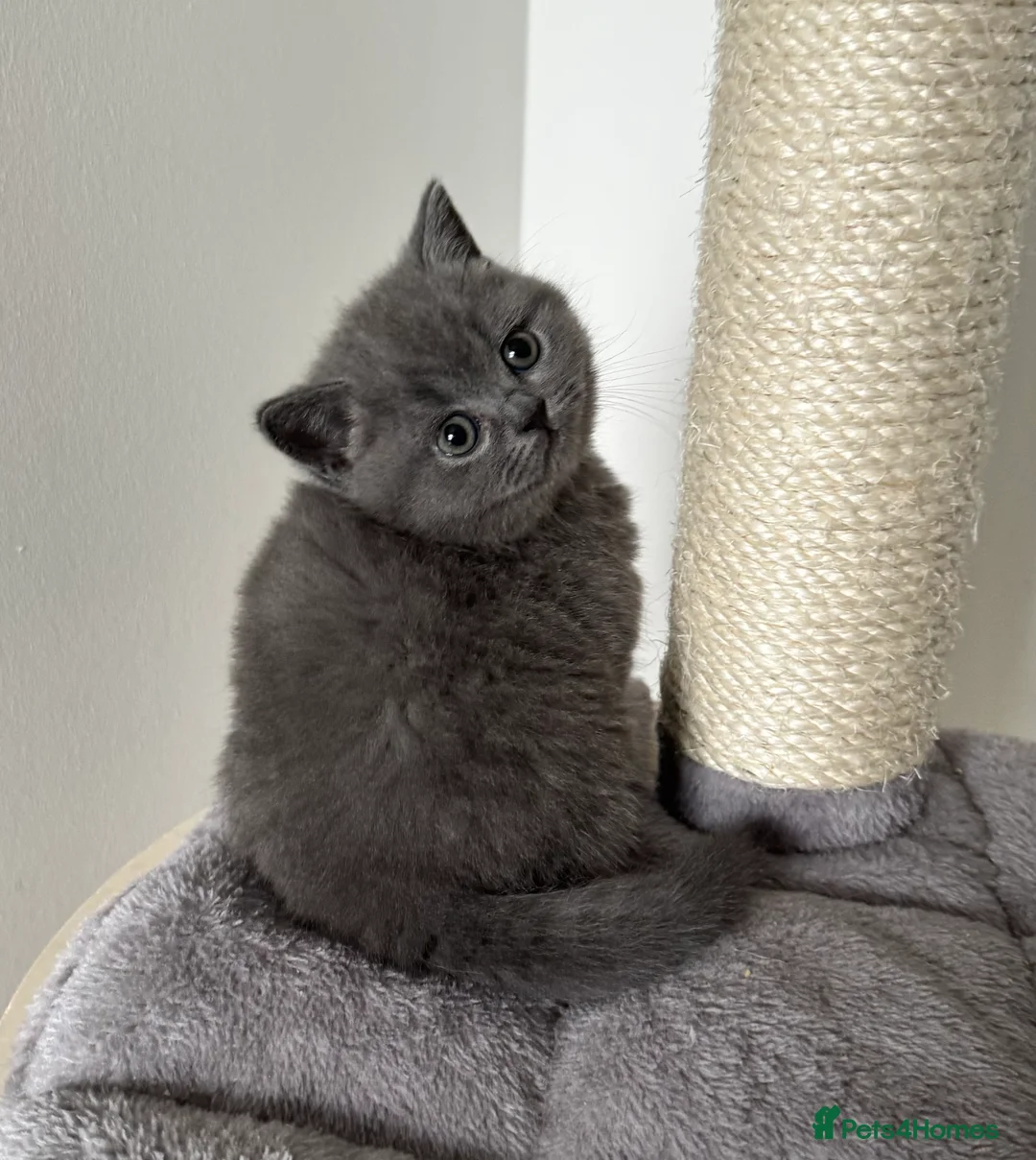 British Shorthair cats for sale: British Shorthair Kittens  - Advert 10