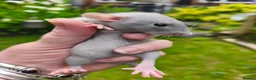 Rat rodents for sale: Beautiful blue and mink Dumbo rats - Advert 8