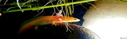 Other/Mixed Breed fish for sale: Axolotls - Advert 7