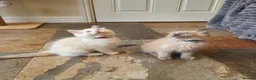 Ragdoll cats for sale: 💖9 Weeks Old💖Beautiful GCCF Ragdoll Kittens. - Advert 18