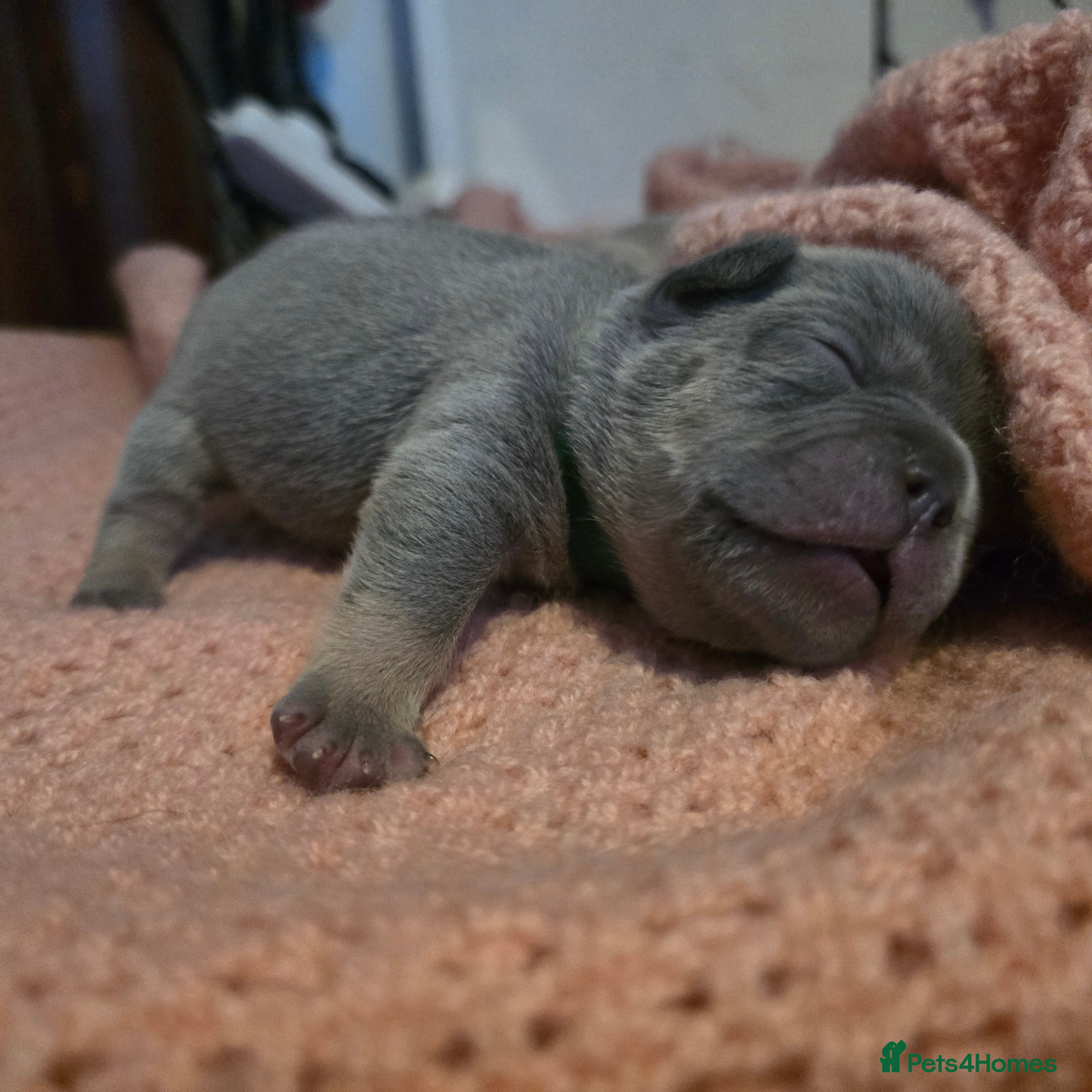 French Bulldog dogs Frenchie puppies  - Advert 18