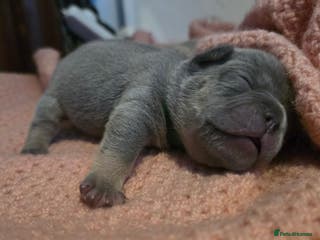 French Bulldog dogs Frenchie puppies - Advert 12