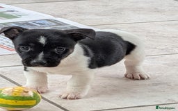 Jack Russell dogs for sale: Jack Russell  - Advert 6
