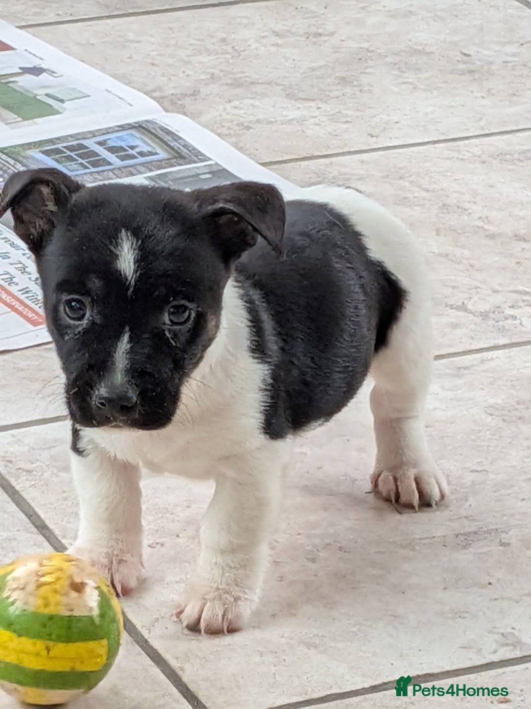 Jack Russell dogs for sale: Jack Russell  - Advert 6