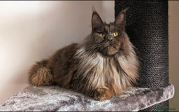 Maine Coon cats for sale: Maine coon kittens  - Image 5