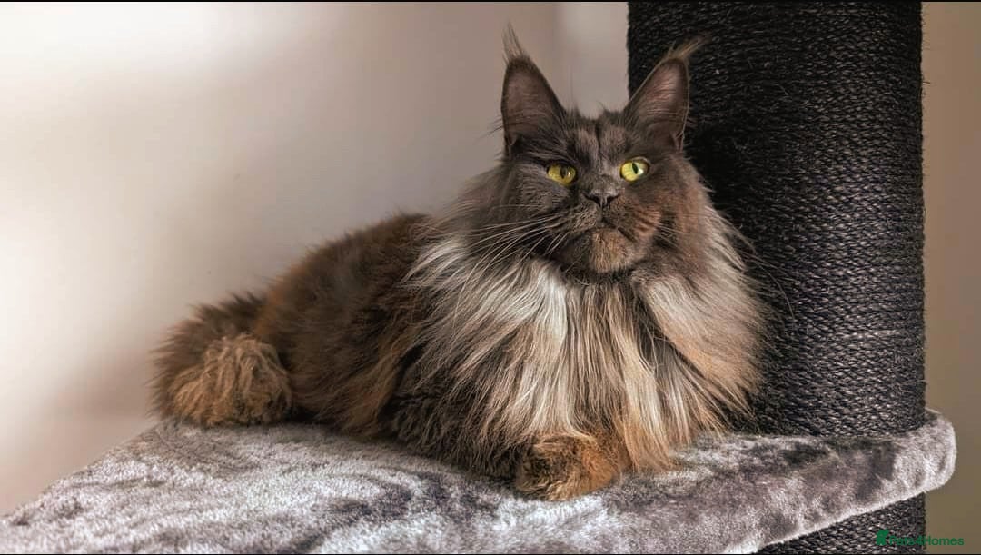 Maine Coon cats for sale: Maine coon kittens  - Image 5