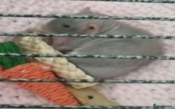 Rat rodents for sale: 4 hairless female rats  - Advert 2