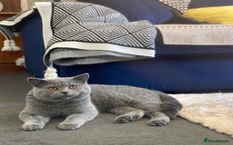 British Shorthair cats for sale: Adorable British Shorthair  - Image 6