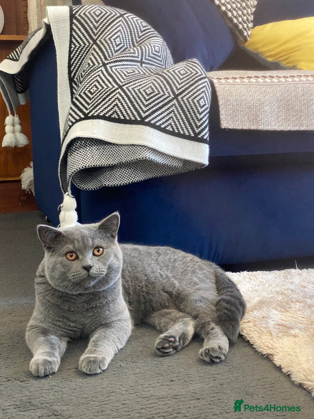 British Shorthair cats for sale: Adorable British Shorthair  - Image 6
