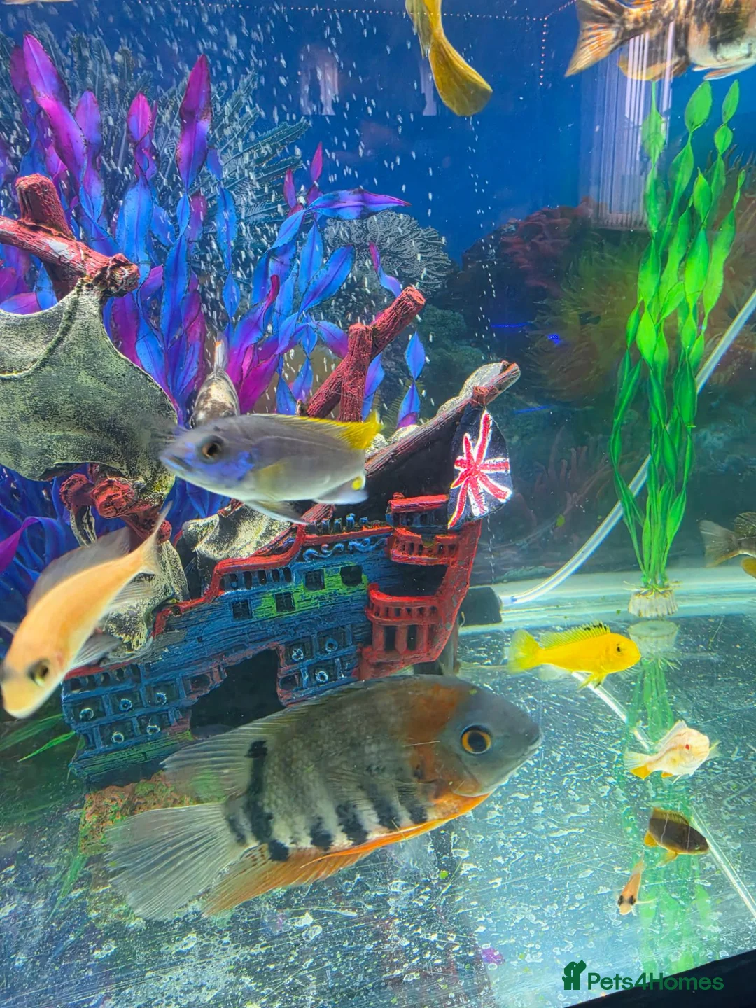 Cichlids fish for sale: Malawi fish  - Advert 1