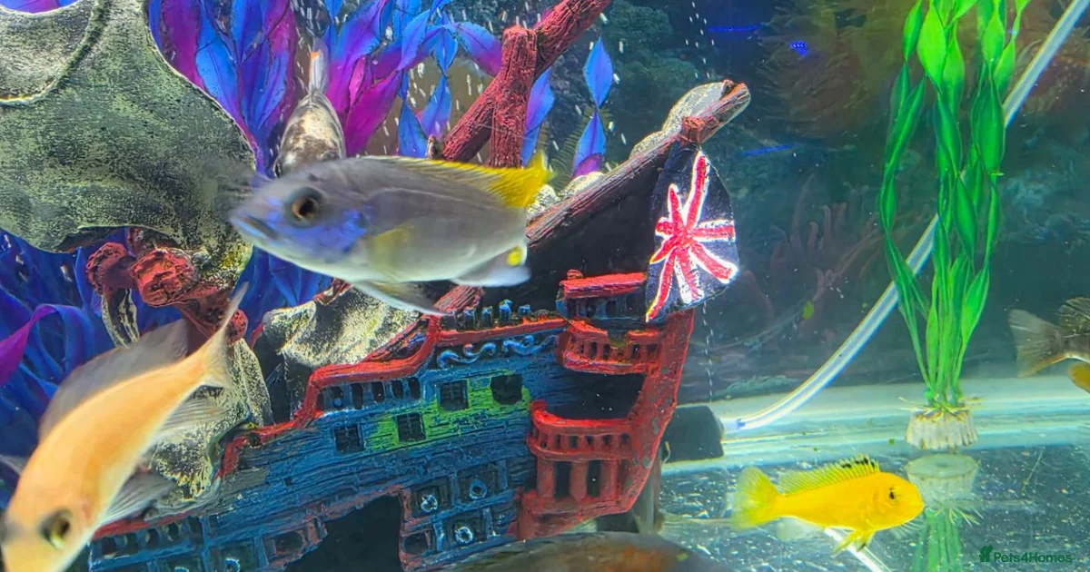 Cecilids Malawi fish for sale in Bridgend | Pets4Homes
