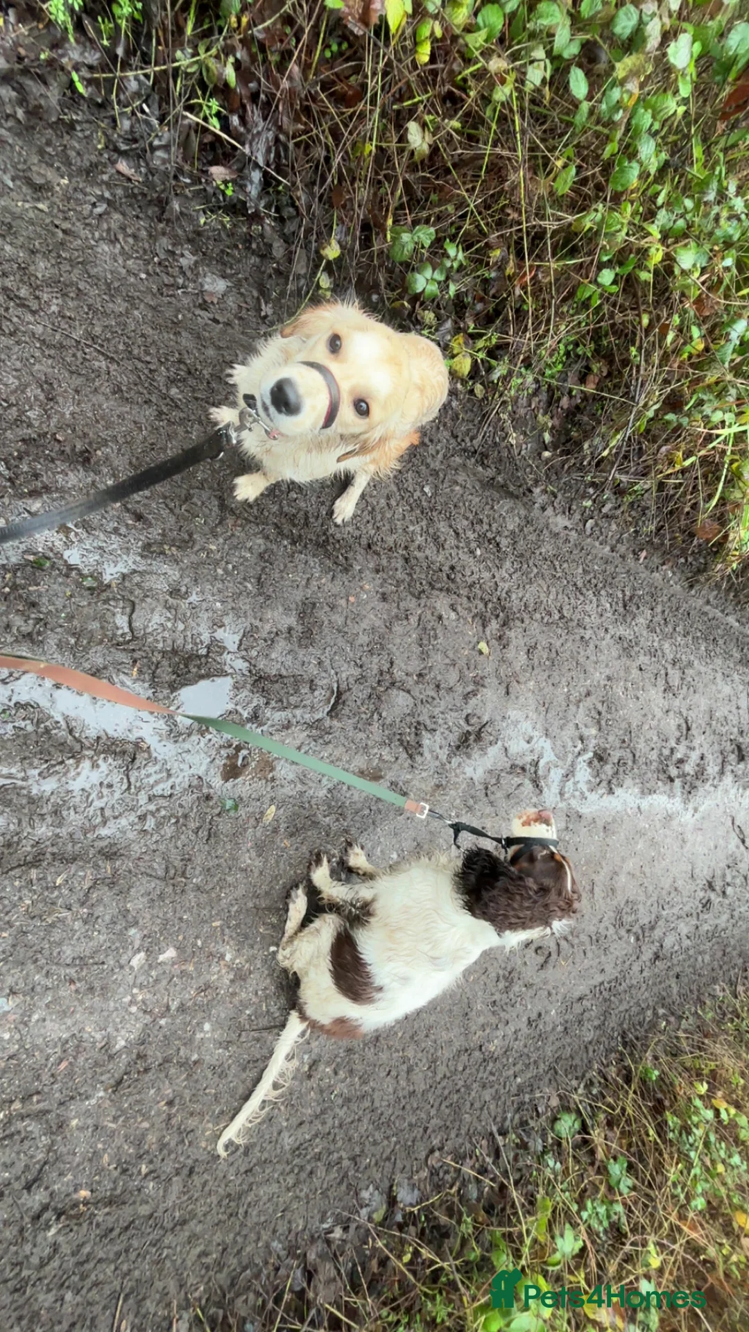 Cocker Spaniel dogs for sale: 8 month old Trained Spaniel  - Advert 9