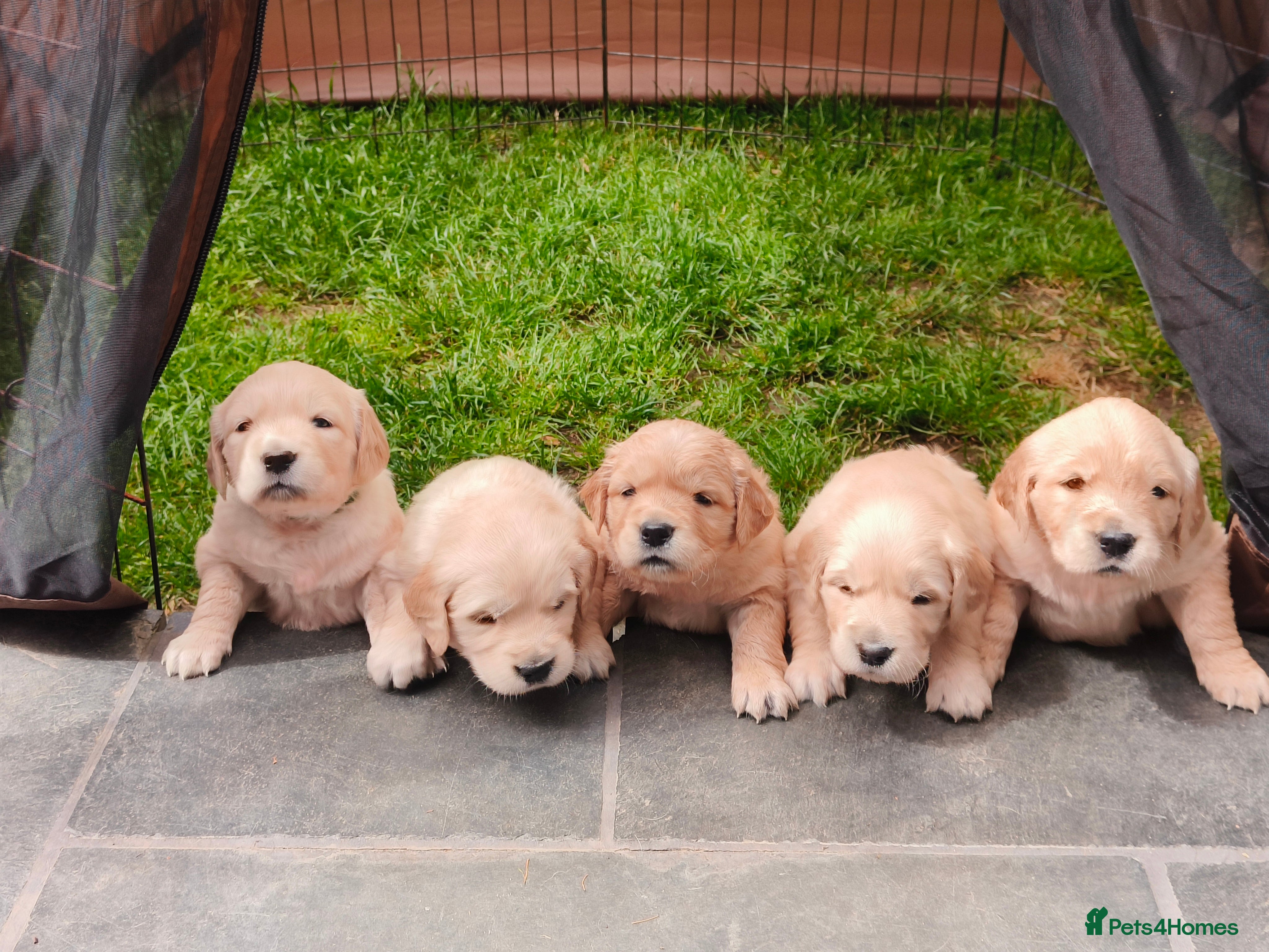 Golden Retriever dogs only 2 left, KC Reg 0/0 score 3 Females 2 Males - Advert 5
