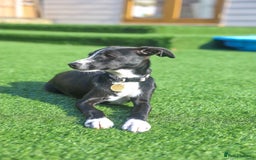 Mixed Breed dogs for adoption: Delightful Dolly - Image 19